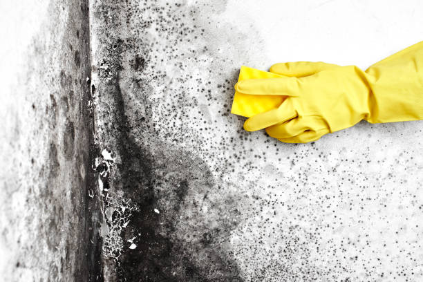Best Black Mold Removal  in Greenacres, CA