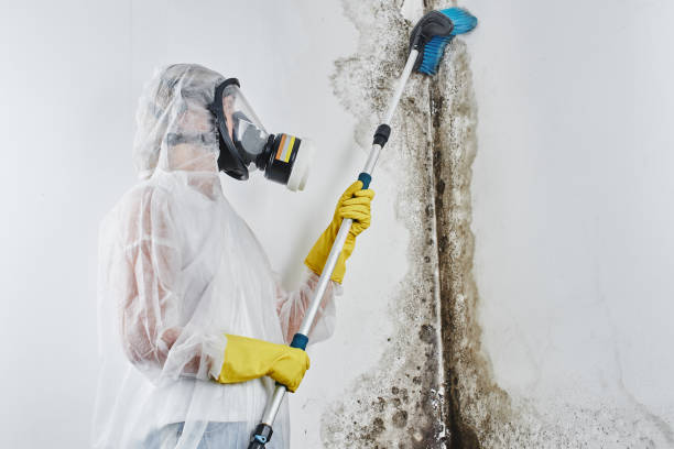 Professional Mold Removal in Greenacres, CA