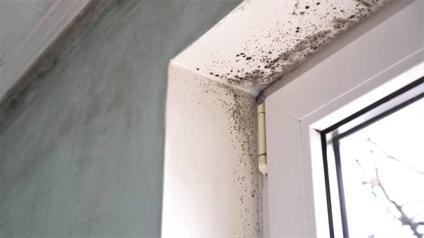Best Mold Damage Repair  in Greenacres, CA