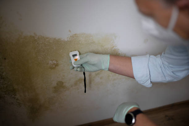 Best Certified Mold Removal  in Greenacres, CA