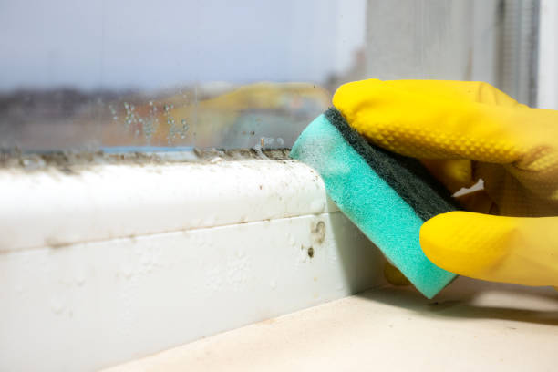 Best Residential Mold Removal  in Greenacres, CA