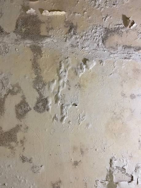 Best Emergency Mold Removal  in Greenacres, CA