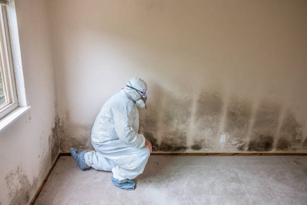 Professional Mold Removal in Greenacres, CA