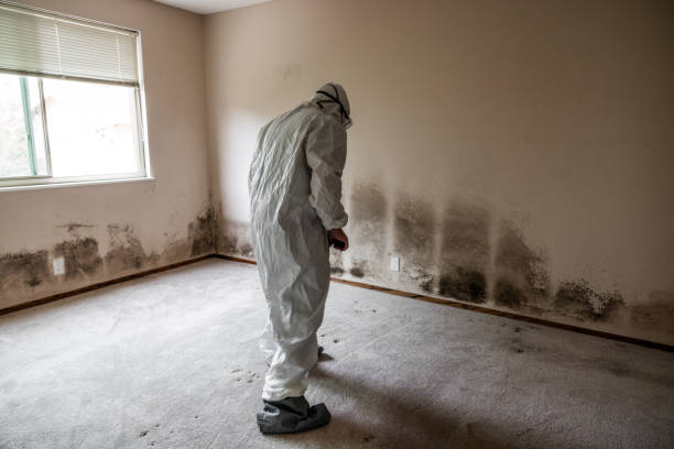 Best Black Mold Removal  in Greenacres, CA