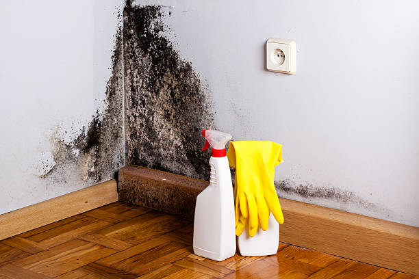 Best Mold Remediation  in Greenacres, CA