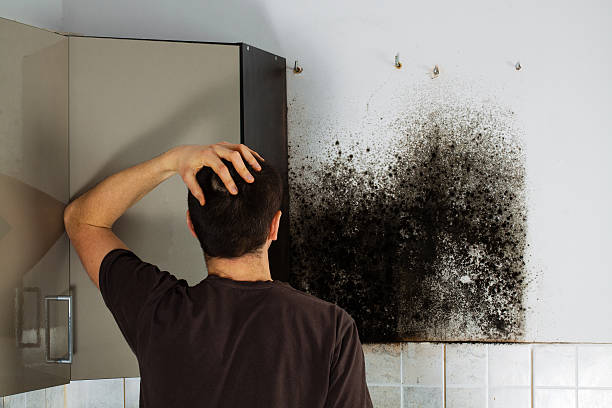 Best Fast Mold Removal  in Greenacres, CA
